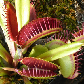 Venus Flytraps