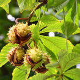 Horse Chestnut